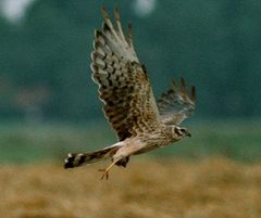 Des längeren im Birdnet