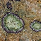 Des lichens, une oeuvre d'art! - Flechtenfantasie!