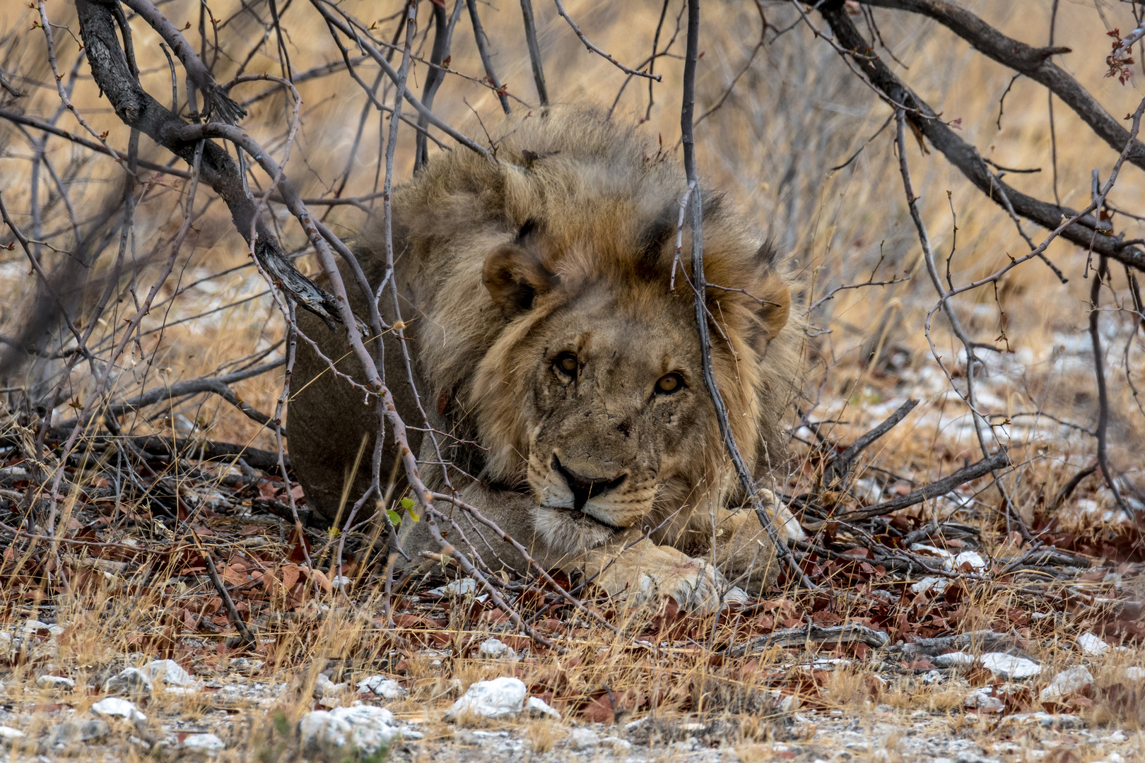 Des Löwen Wachtraum (ein Peter - der Fotograf) zum Lunch wäre jetzt schön -Namibia 