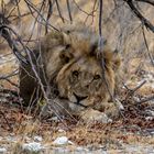 Des Löwen Wachtraum (ein Peter - der Fotograf) zum Lunch wäre jetzt schön -Namibia 