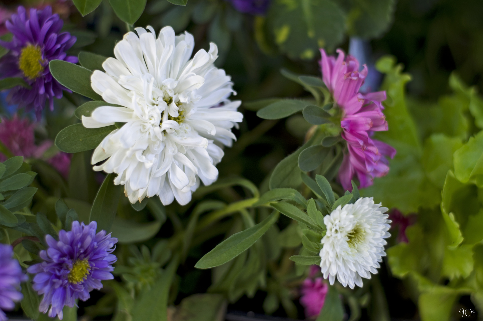 Des marguerites...