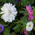 Des marguerites...