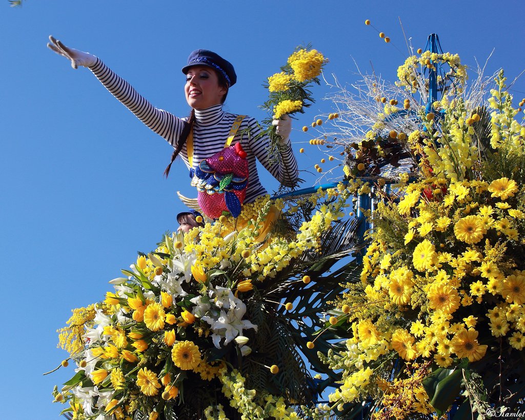 Des mimosa pour tous