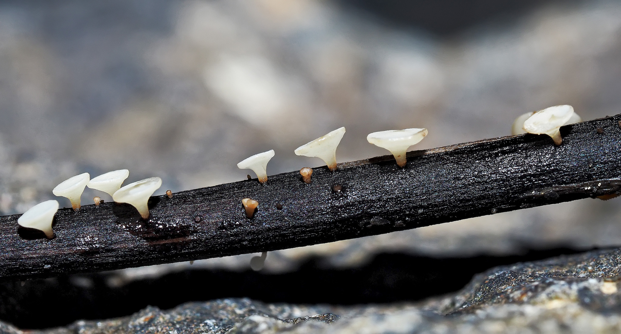 Des mini-champignons, comme de petits gobelets!… - Winzige weisse Becherchen, ca. 1-2 mm.