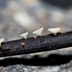 Des mini-champignons, comme de petits gobelets!… - Winzige weisse Becherchen, ca. 1-2 mm.