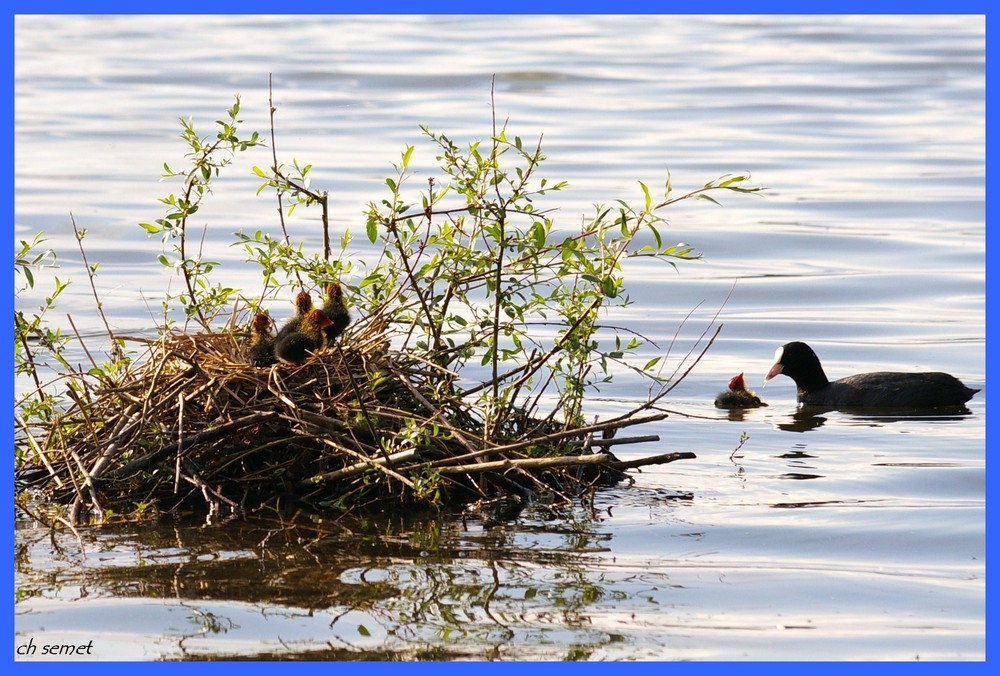 des moments de tendresses animales: apprentissage