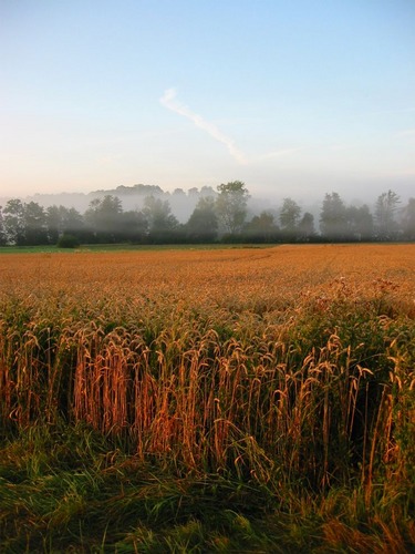 Des Morgens...