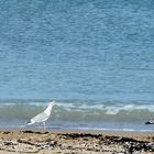 Des mouettes pas muettes...:)