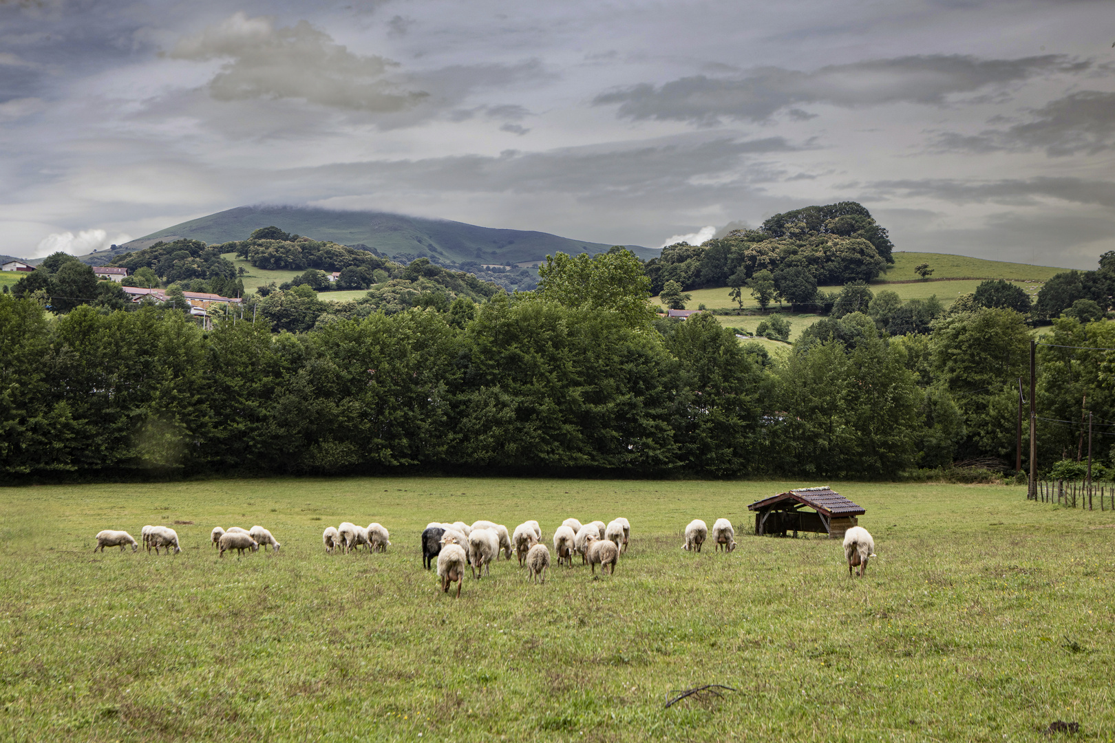 Des moutons au pays basque