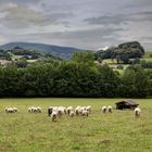 Des moutons au pays basque