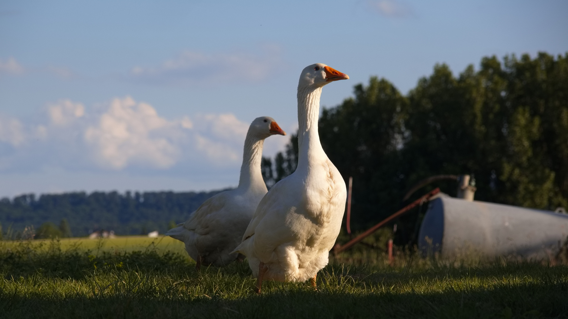 Des Nachbarn Gänse auf Besuch