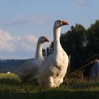 Des Nachbarn Gänse auf Besuch