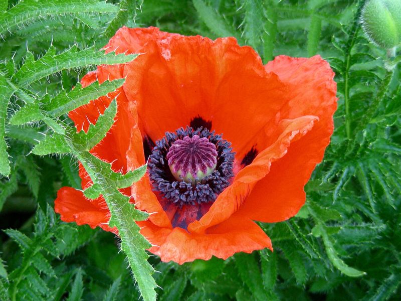 Des Nachbarn Mohn