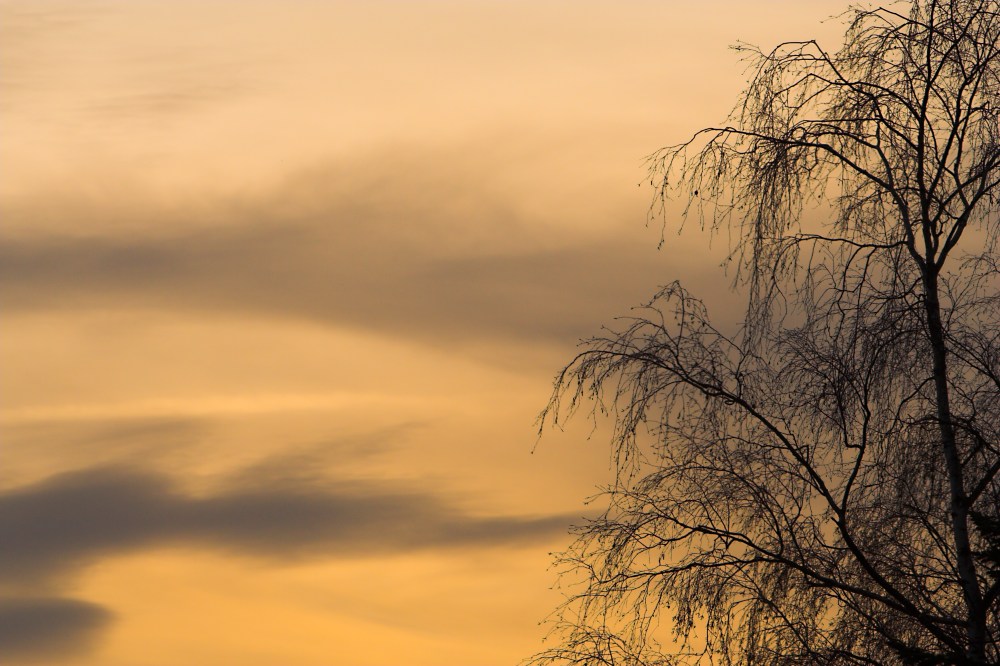 Des Nachbars Baum im Winter...