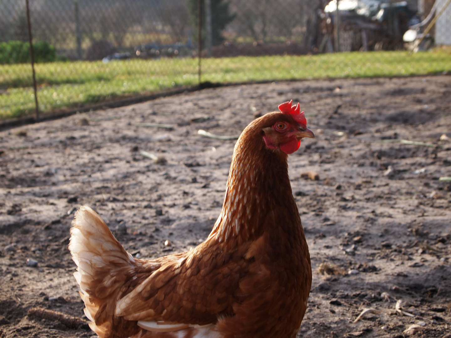 Des Nachbars Huhn