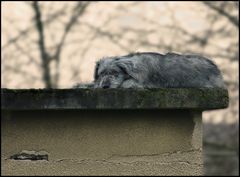 Des Nachbars Hund...