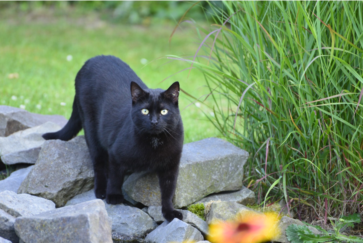 Des Nachbars Katze zu Besuch