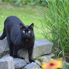 Des Nachbars Katze zu Besuch