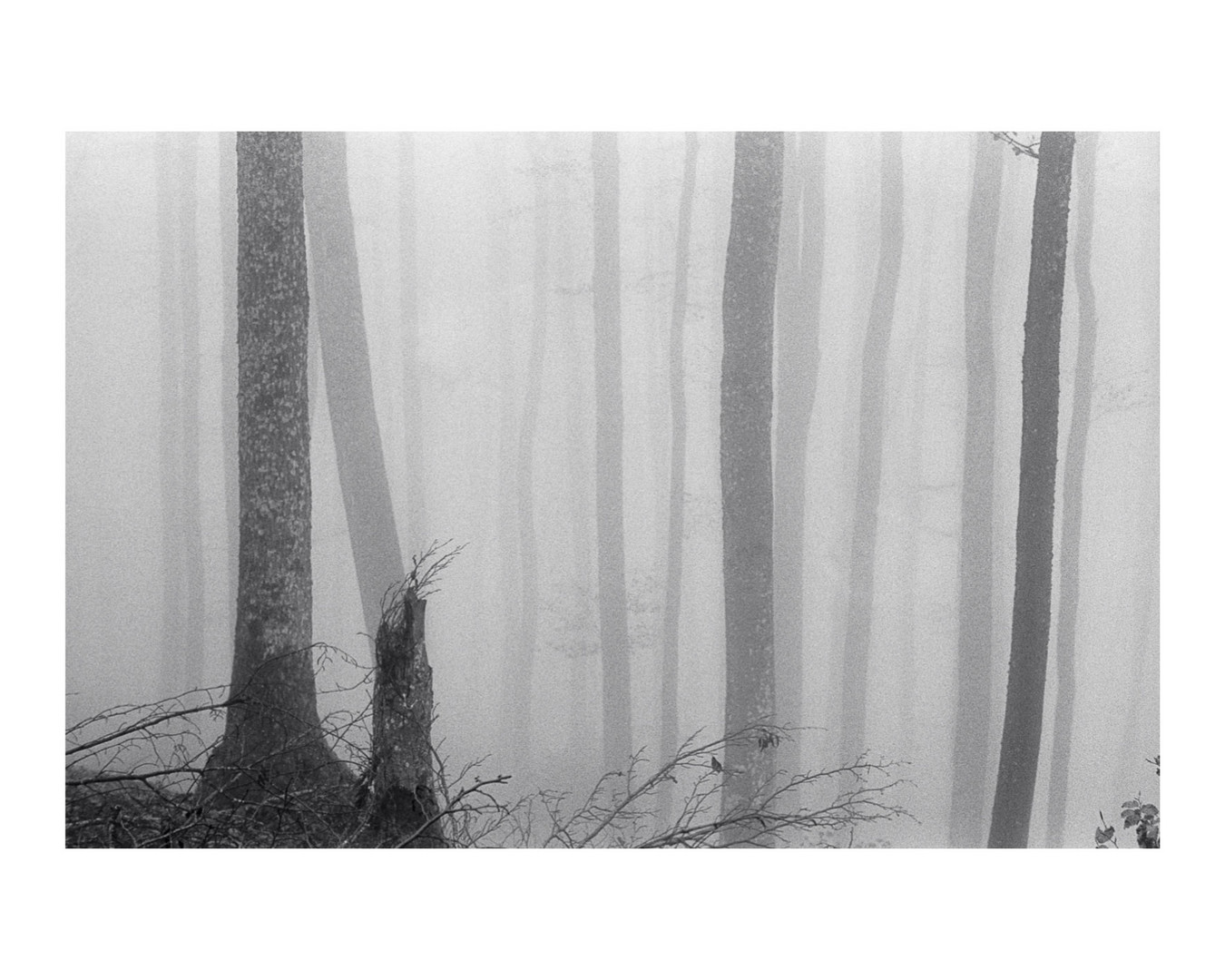 Des Nebels Stille