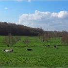 Des normandes qui se plaisent aussi en Poitou-Charentes