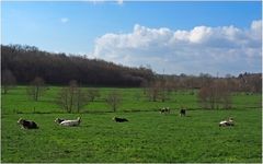 Des normandes qui se plaisent aussi en Poitou-Charentes