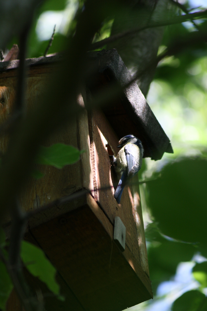 Des oiseaux... dans mon jardin?