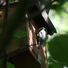 Des oiseaux... dans mon jardin?