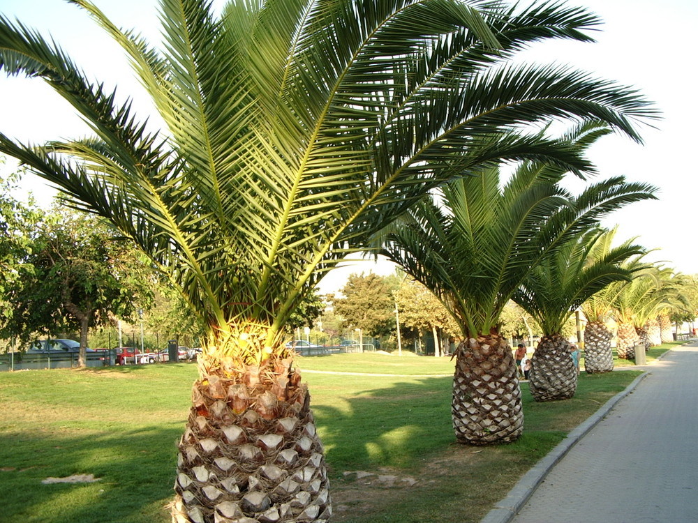 Des Palmiers