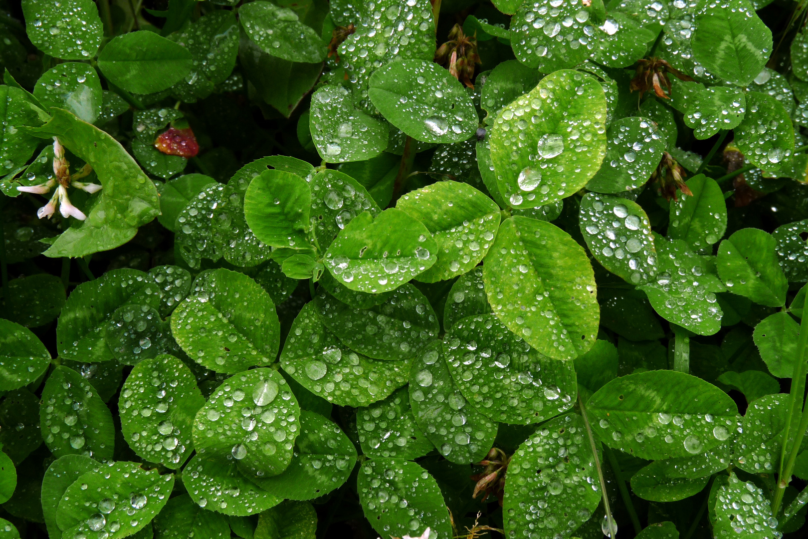 des perles de pluie