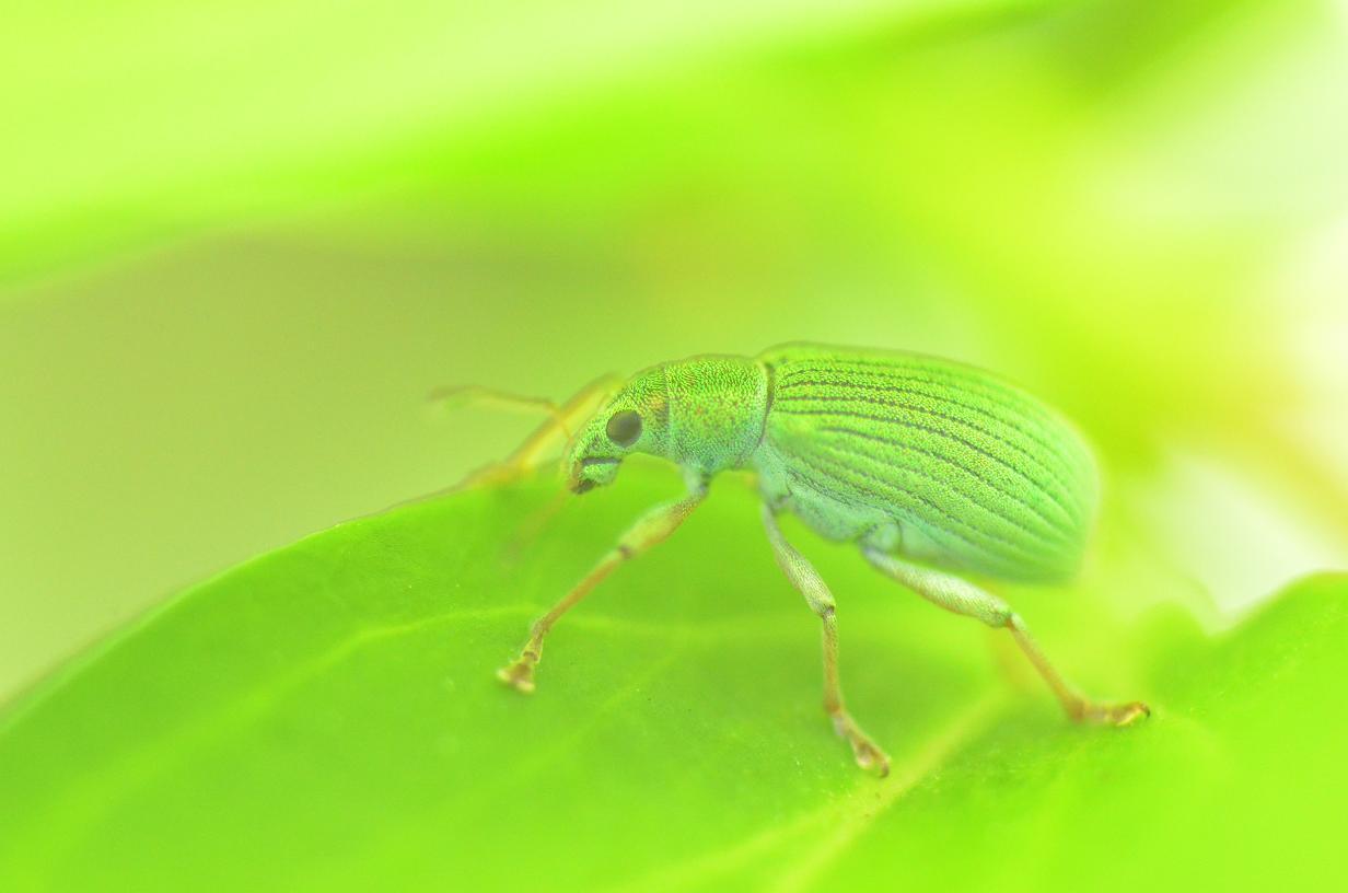 Des petites betes vertes... photo et image macro nature, macro insectes, nature Images
