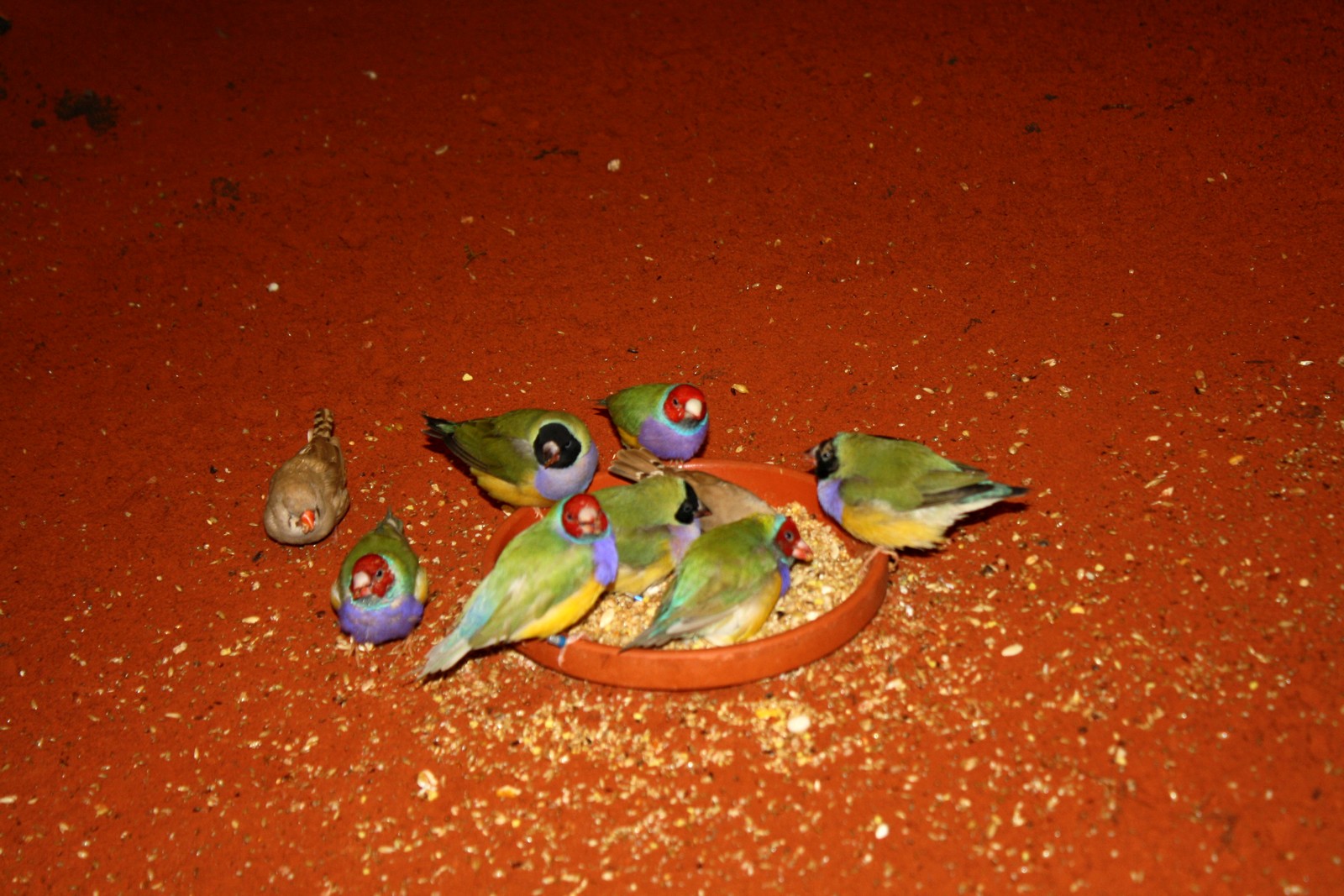 des petits oiseaux d'australie