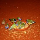 des petits oiseaux d'australie