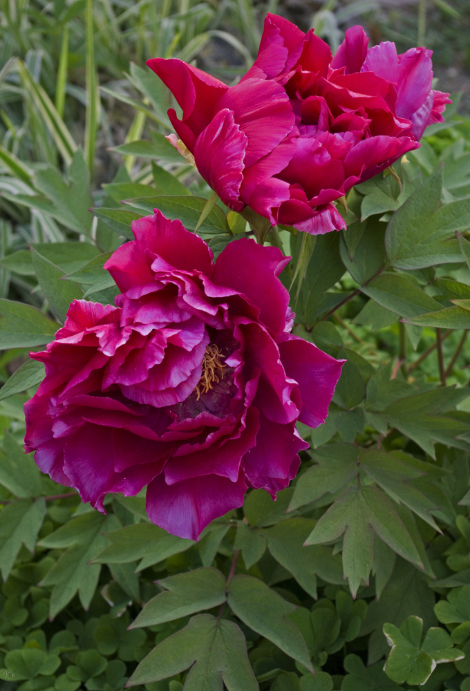 Des pivoines pour Louisette