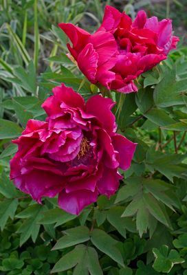 Des pivoines pour Louisette