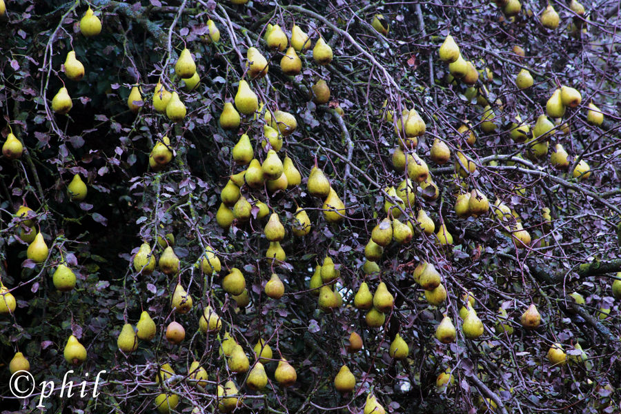 des poires d'automne