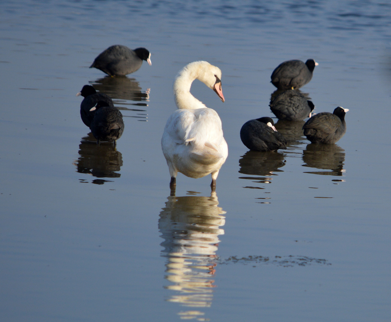 Des poules sous protection