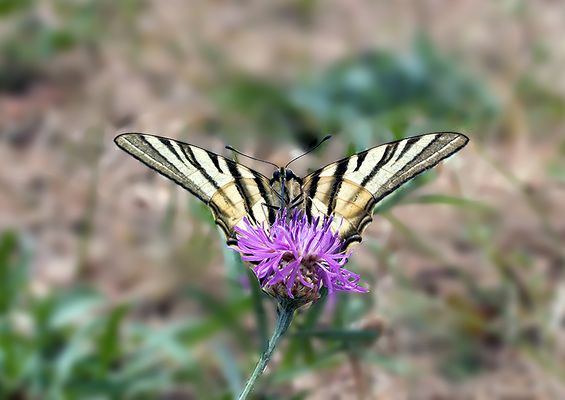 ...Dès que le Printemps revient...