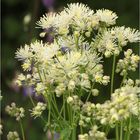 Des Rätsels Lösung: Akeleiblättrige Wiesenraute (Thalictrum aquilegiifolium)