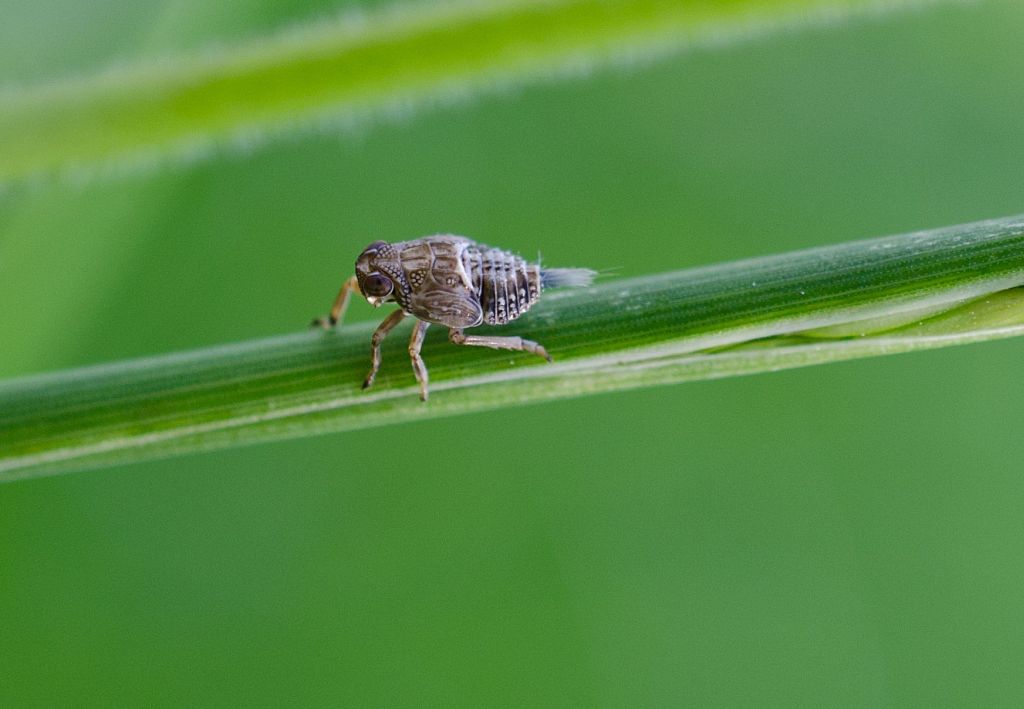 Des Rätsels Lösung: eine Zikadenlarve! (Danke an Ella)  Größe: 3 mm, Gewicht: 0,2 Gramm