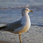 Des Rätsels Lösung: Ring-billed gull...