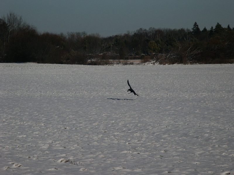 Des Raubvogels Jagd