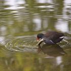 des ronds dans l'eau..