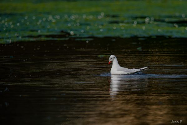 Des ronds dans l'eau