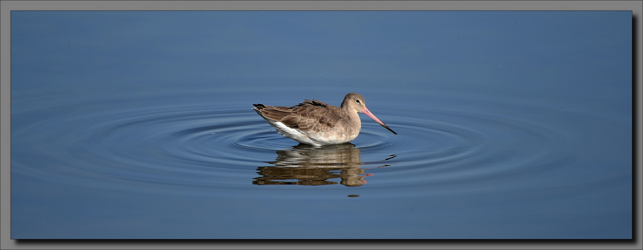 Des ronds dans l'eau