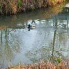 Des ronds dans l'eau