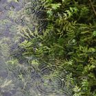 des ronds dans l'eau