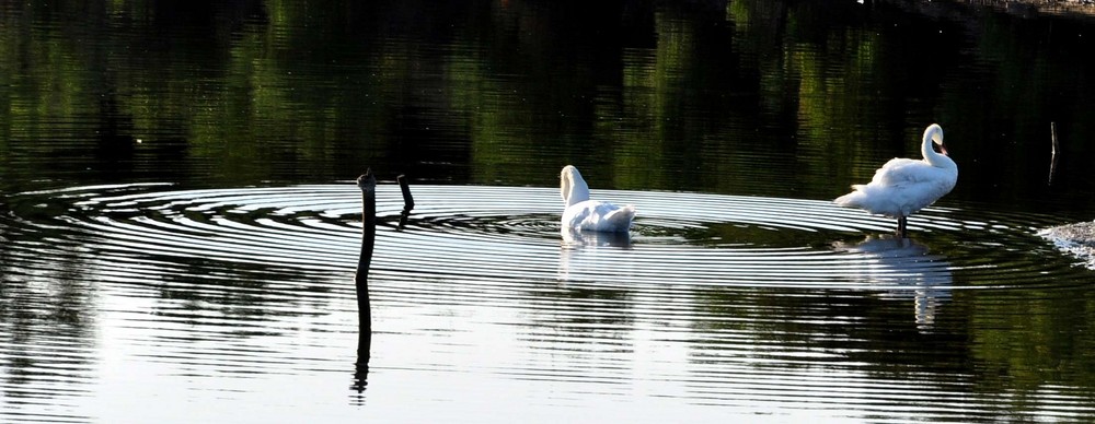 des ronds dans l'eau