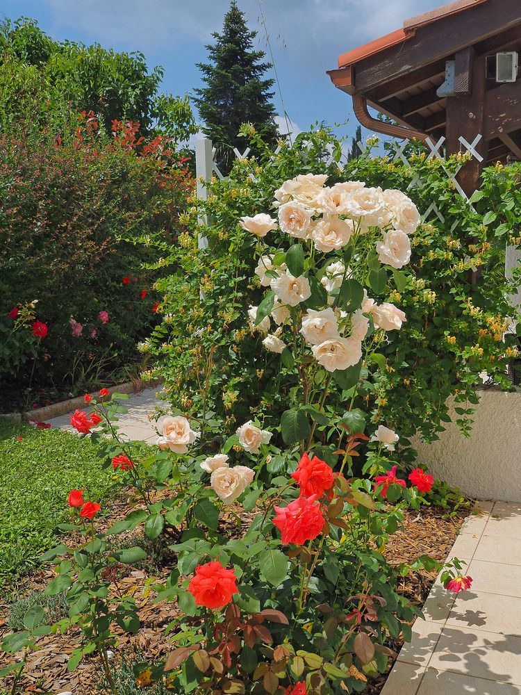 Des roses de mon jardin