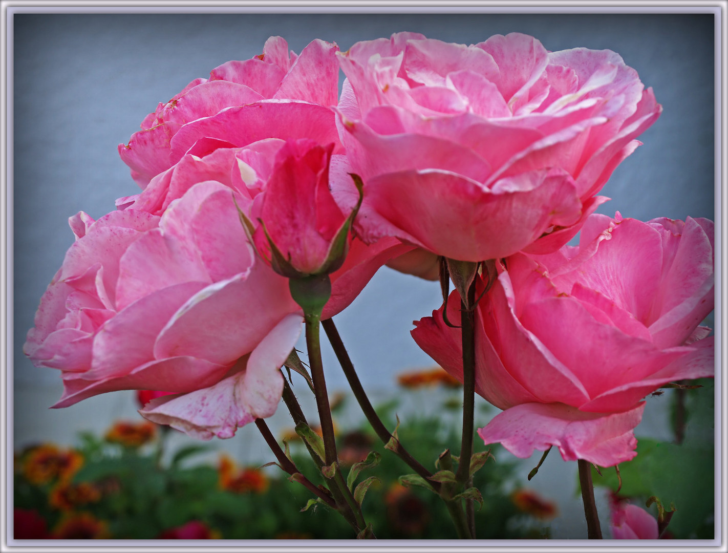 Des roses de mon jardin… --  Rosen in meinem Garten…