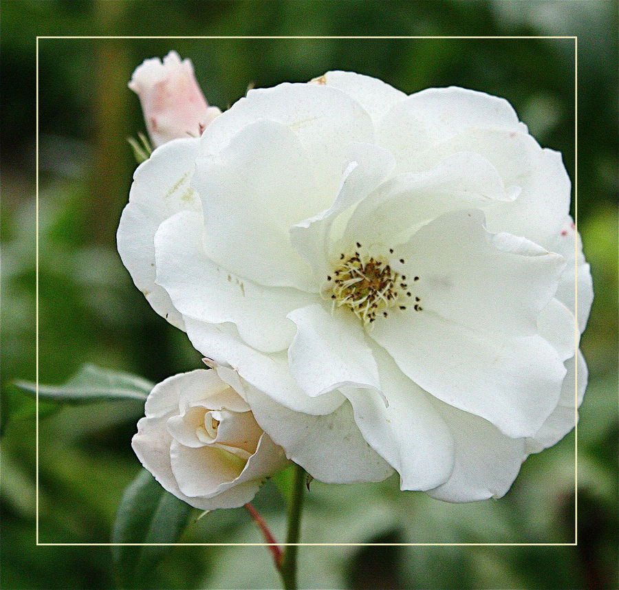 Des roses entre deux nuages